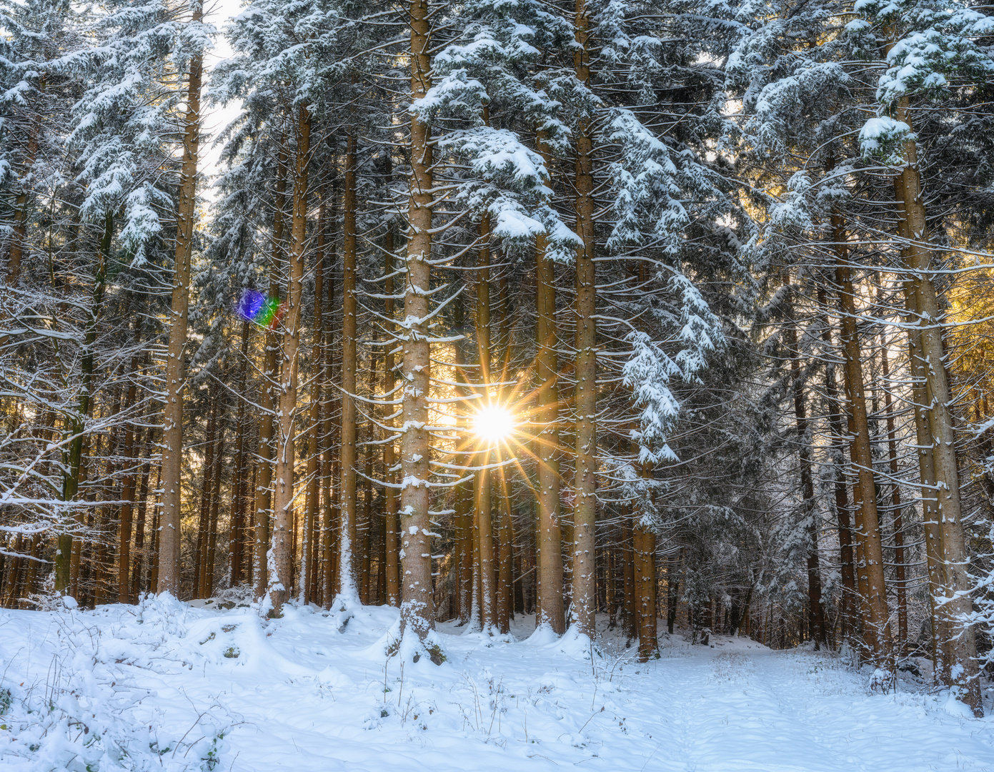 Sunny winter forest