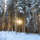 Sunny winter forest