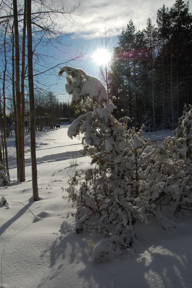 Sunny winterday