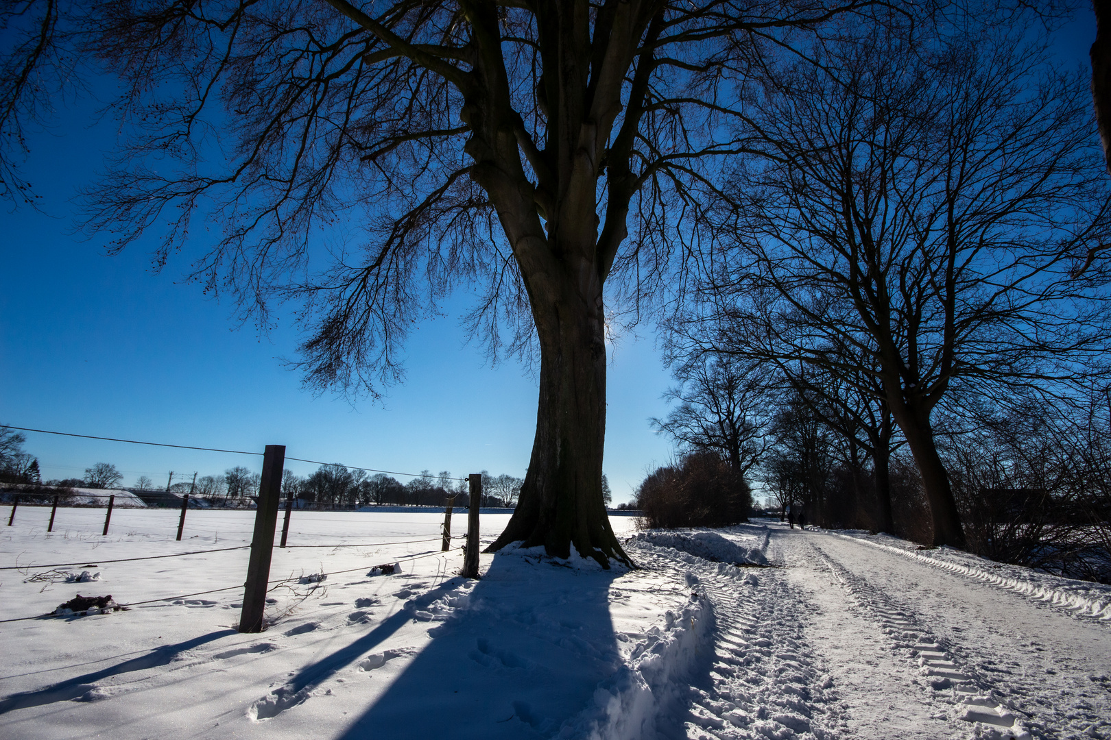 Sunny Winterday