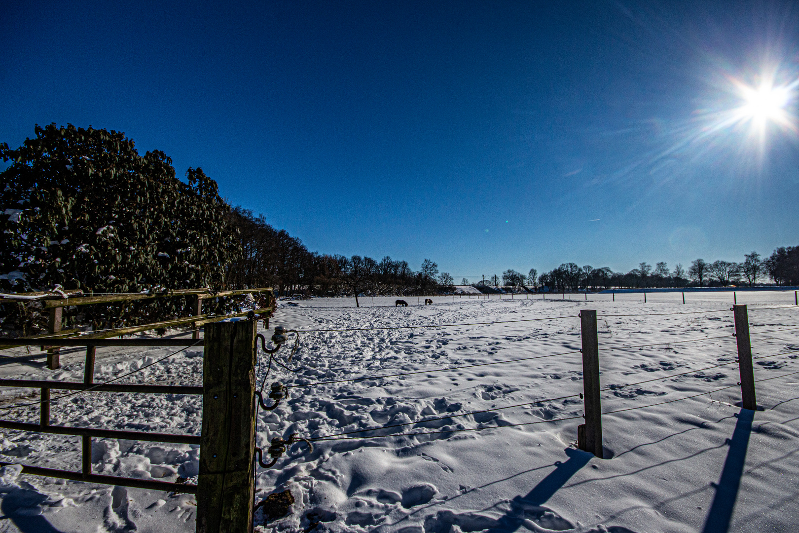 Sunny Winterday