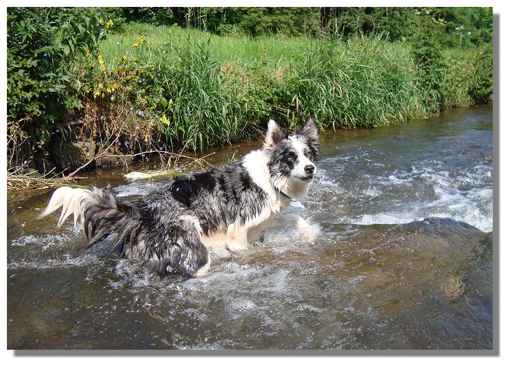 Sunny...der Wasserfreak:-))