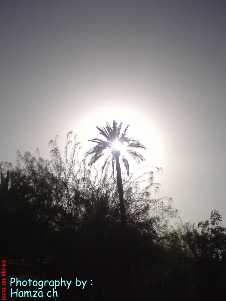 Sun&palm