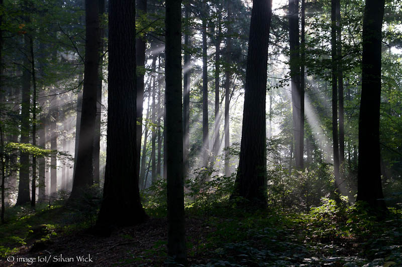 Sunrays