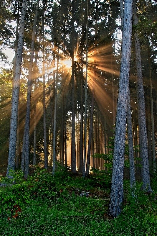 Sunrays in forest