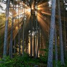 Sunrays in forest