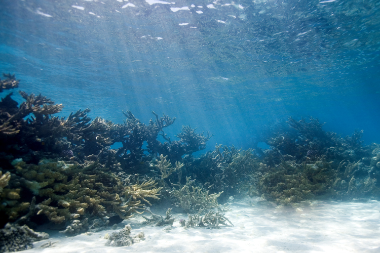 Sunrays on reeftop