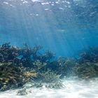 Sunrays on reeftop