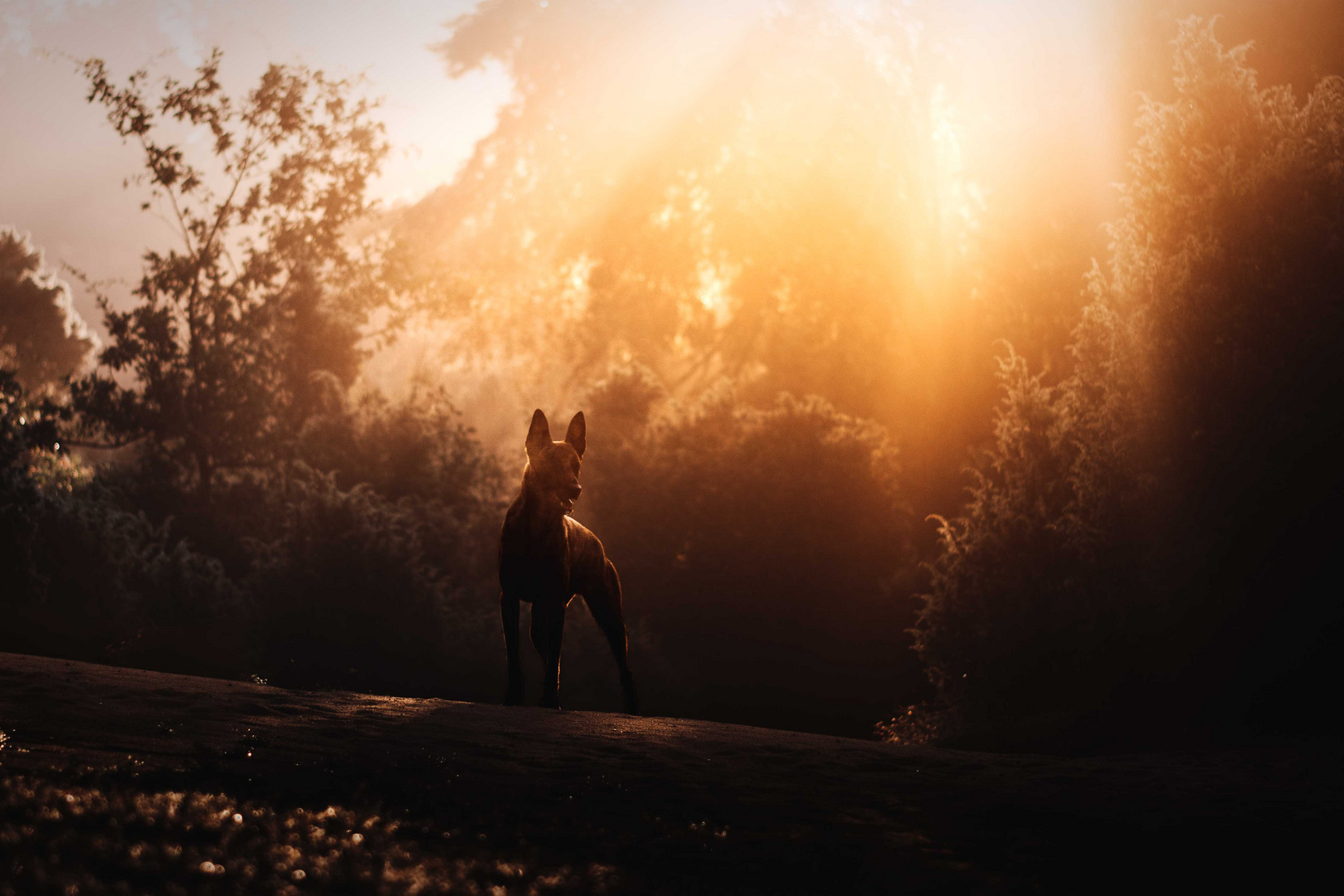 Sunrise