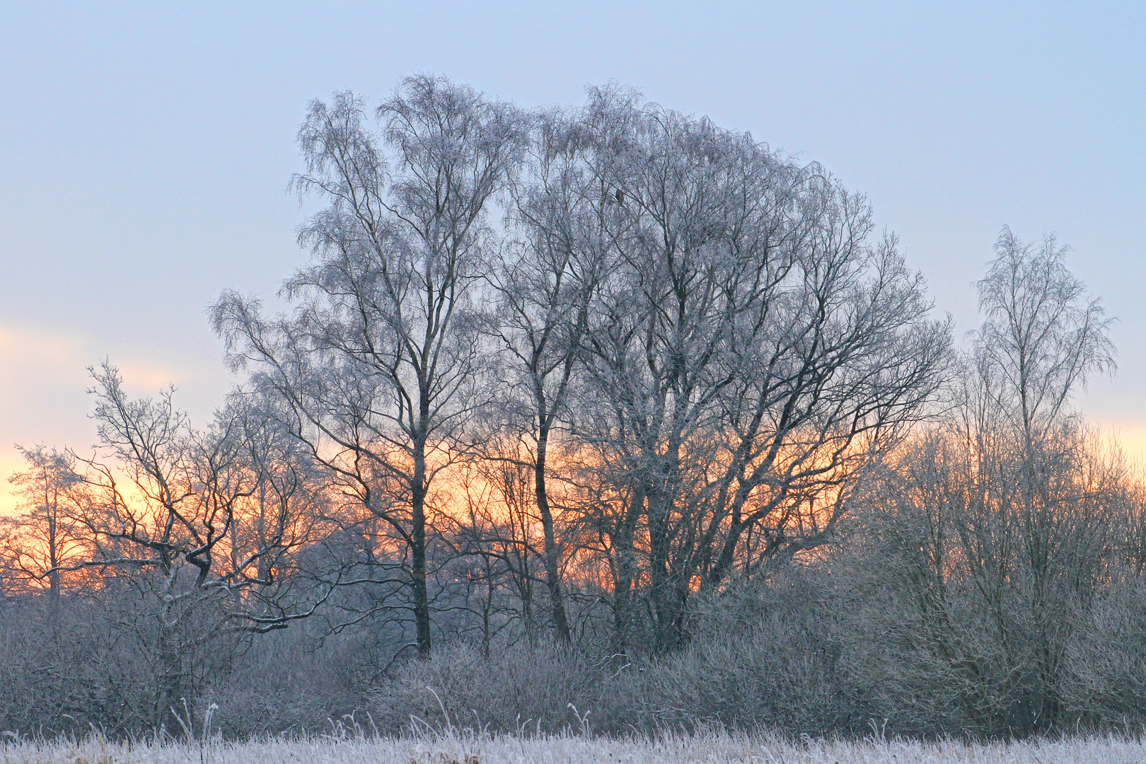 sunrise after frosty night - big bird in tree top looking for breakfast