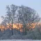 sunrise after frosty night - big bird in tree top looking for breakfast