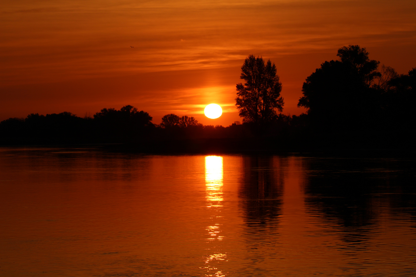 Sunrise am Elbdeich