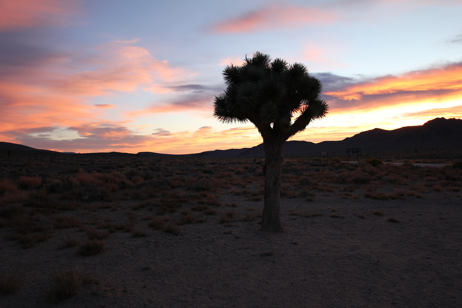 Sunrise at Joshua Tree