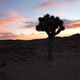 Sunrise at Joshua Tree