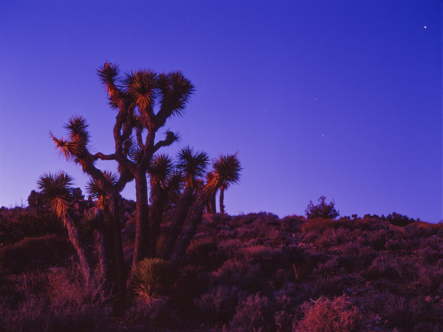 Sunrise at Joshua Tree