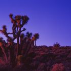 Sunrise at Joshua Tree