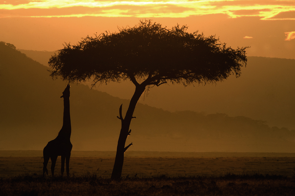 Sunrise at Masai Mara