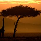 Sunrise at Masai Mara