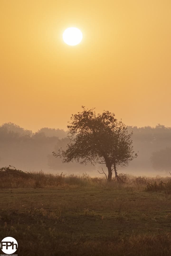 Sunrise at Weerterbos