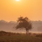 Sunrise at Weerterbos