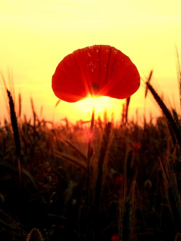 sunrise before mohn