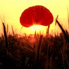 sunrise before mohn