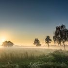 Sunrise behind the tree