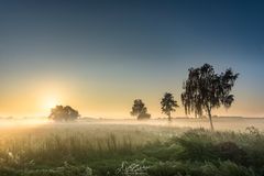 Sunrise behind the tree