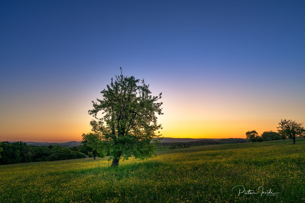 Sunrise behind the tree