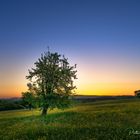 Sunrise behind the tree