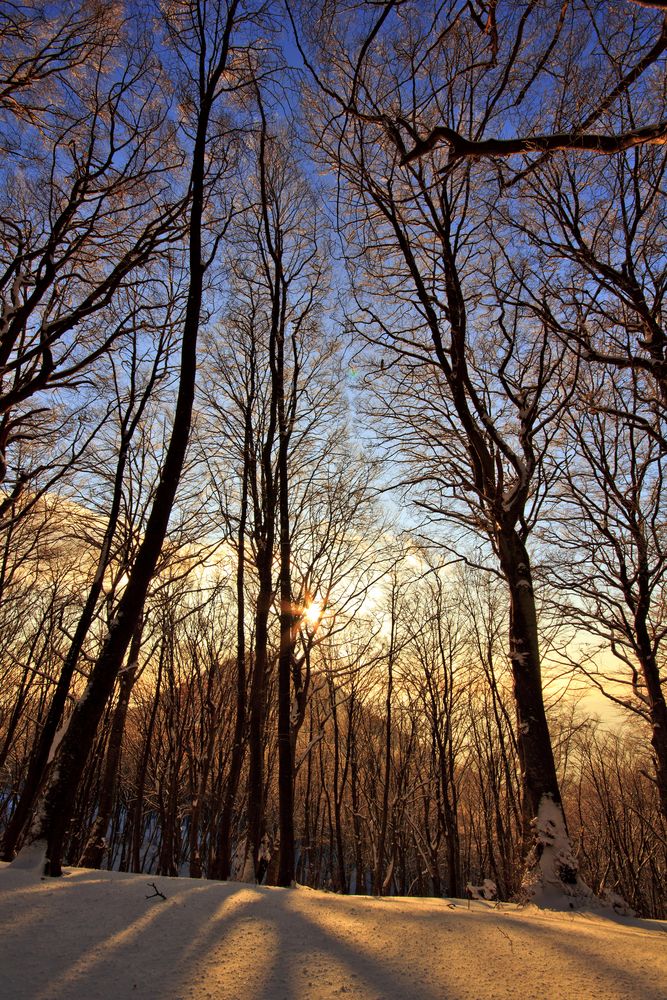 Sunrise behind the woods