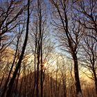 Sunrise behind the woods