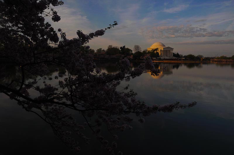 Sunrise Blossoms