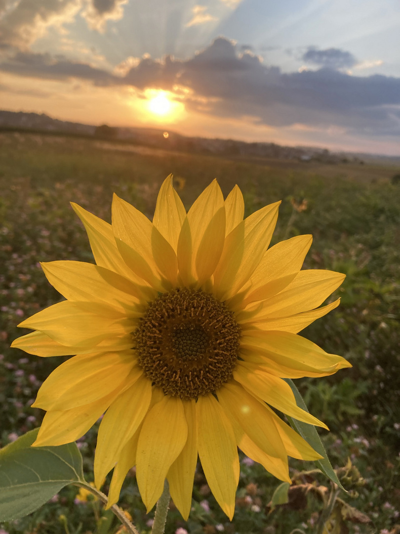 Sunrise-Blume