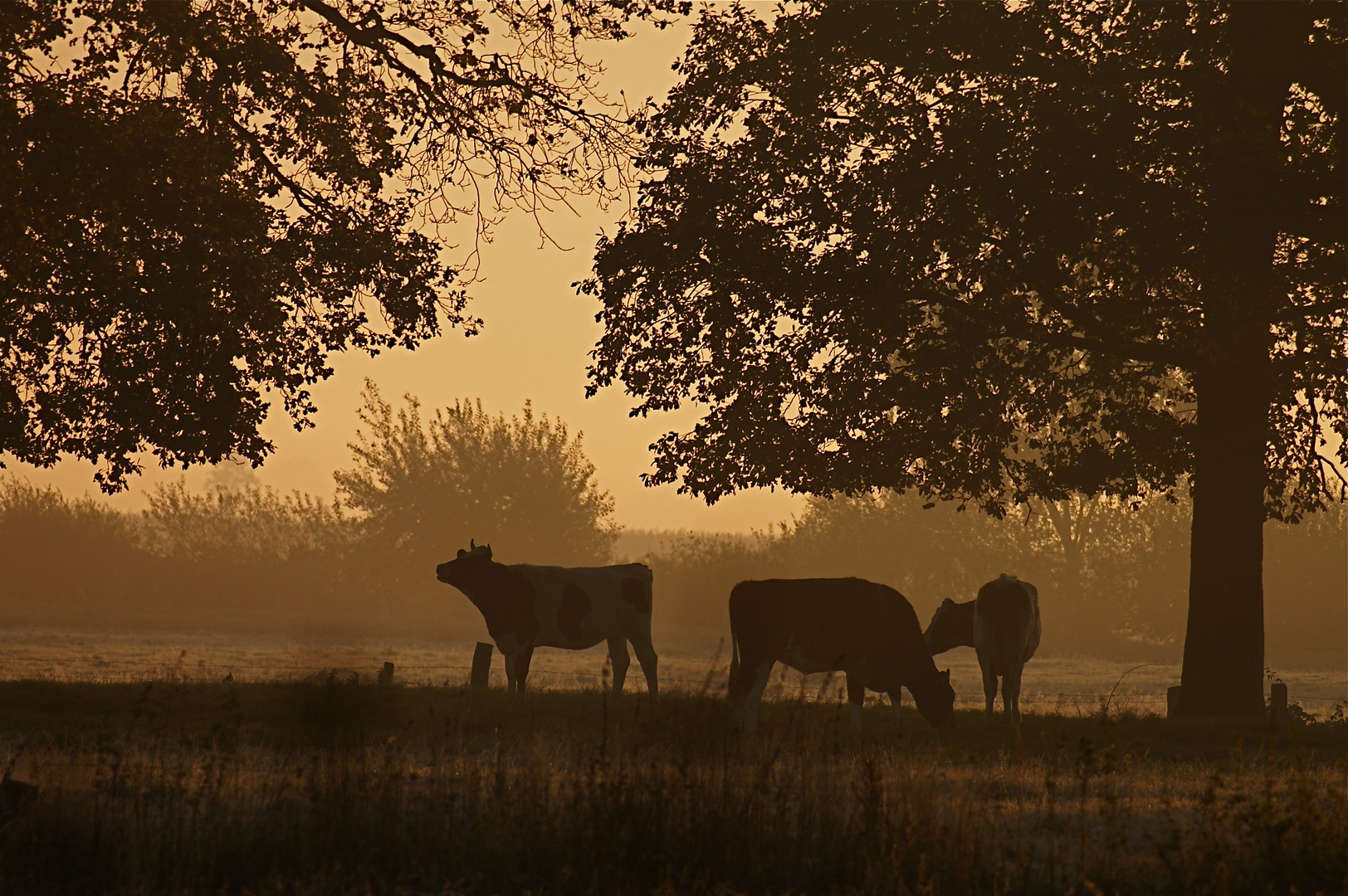 Sunrise Cattles