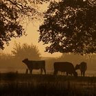 Sunrise Cattles
