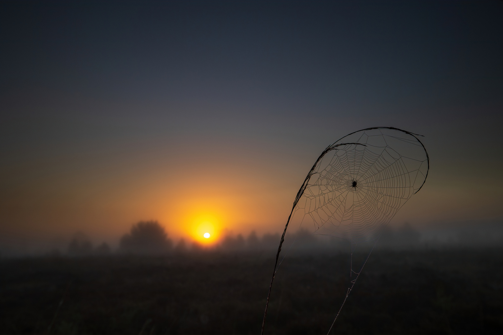 sunrise, fog, SPIDER WEB - GND8 -