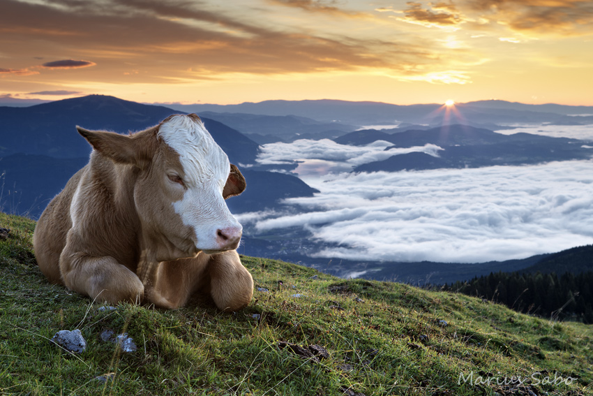 Sunrise for cows