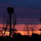 sunrise Ilkerbruch  300mm 