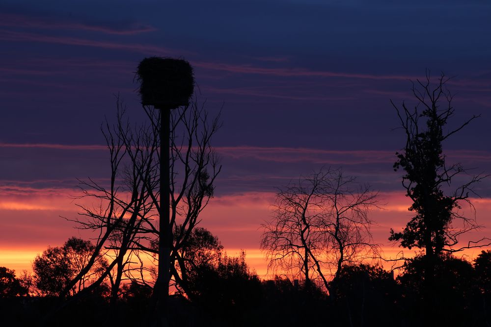 sunrise Ilkerbruch  300mm 