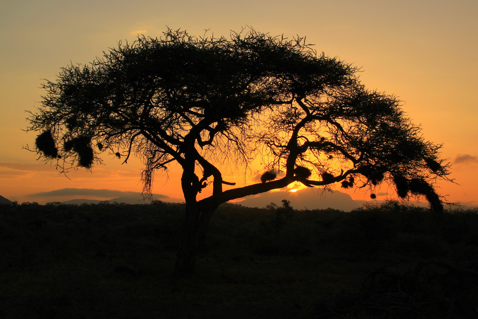 *Sunrise* im Tsavo West