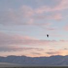 Sunrise in Death Valley