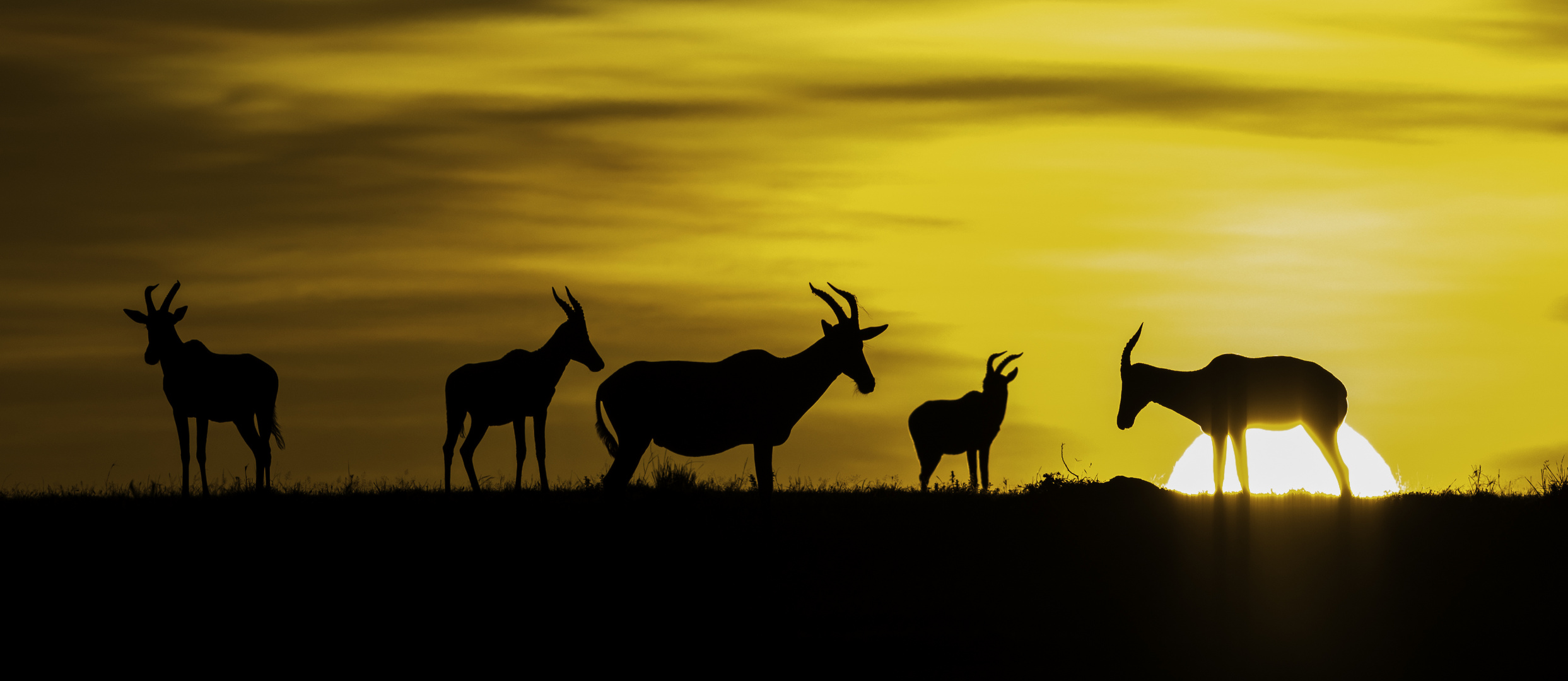 Sunrise in der Maasai Mara