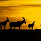 Sunrise in der Maasai Mara