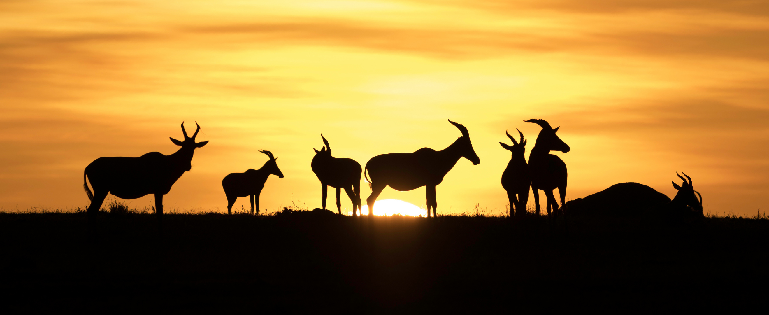 Sunrise in der Masai Mara