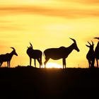 Sunrise in der Masai Mara