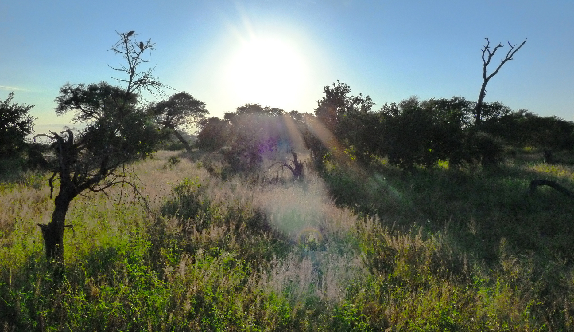 Sunrise in der Savuti Marsh...traumhaft!