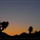 Sunrise in Joshua Tree