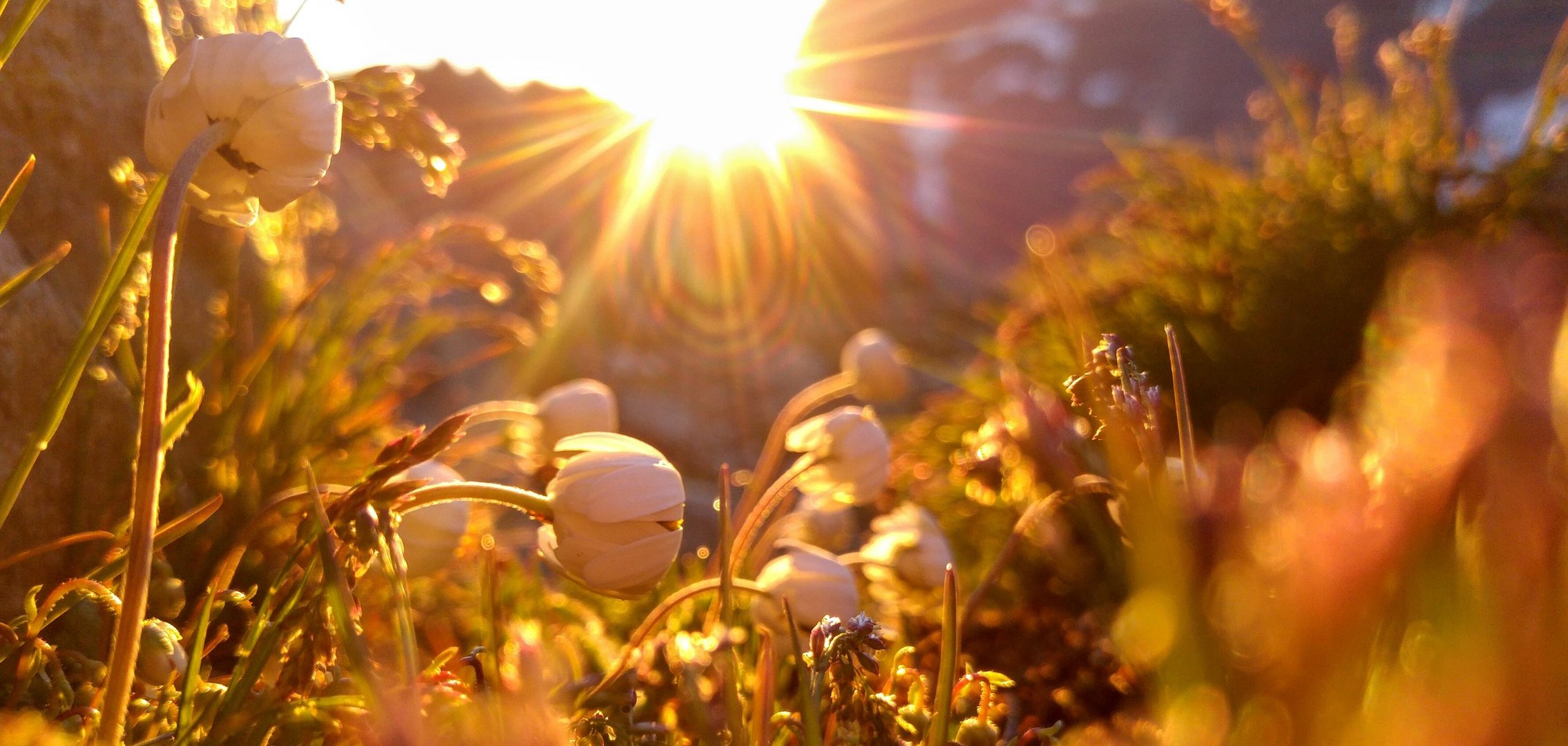 Sunrise in Summer