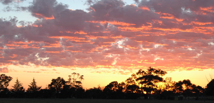 Sunrise in the Bush